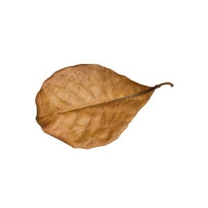 Listy ketapangu (mořské mandle) 5 kusů
